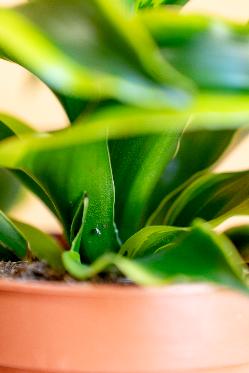 Dracena