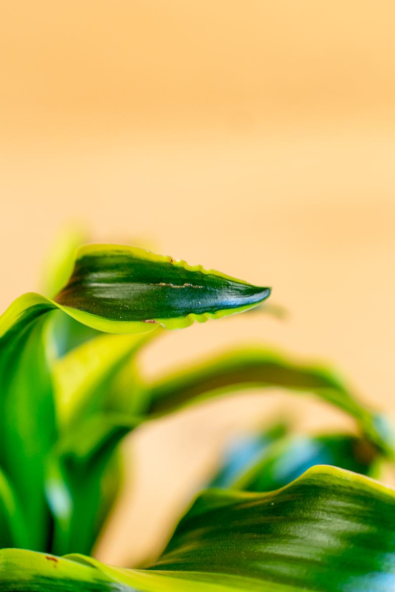 Dracena