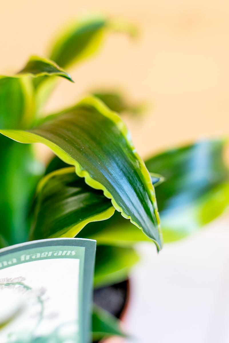 Dracena
