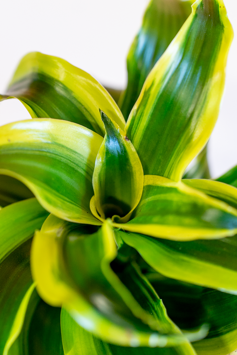 Dracena