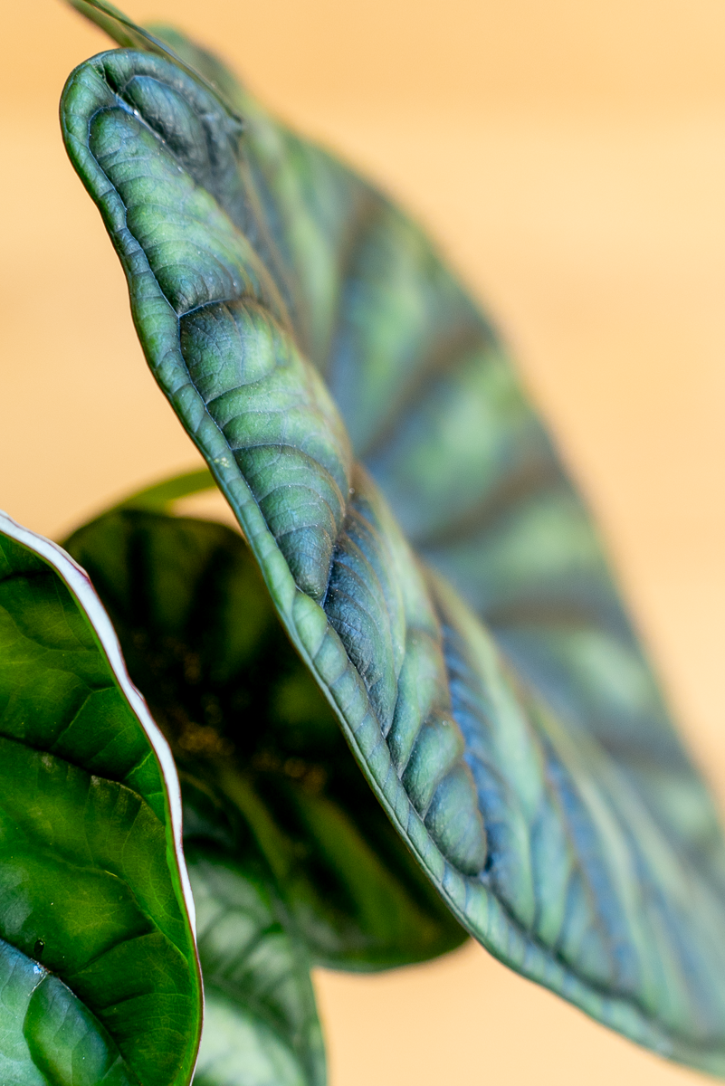 Alocasia Dragon Scale