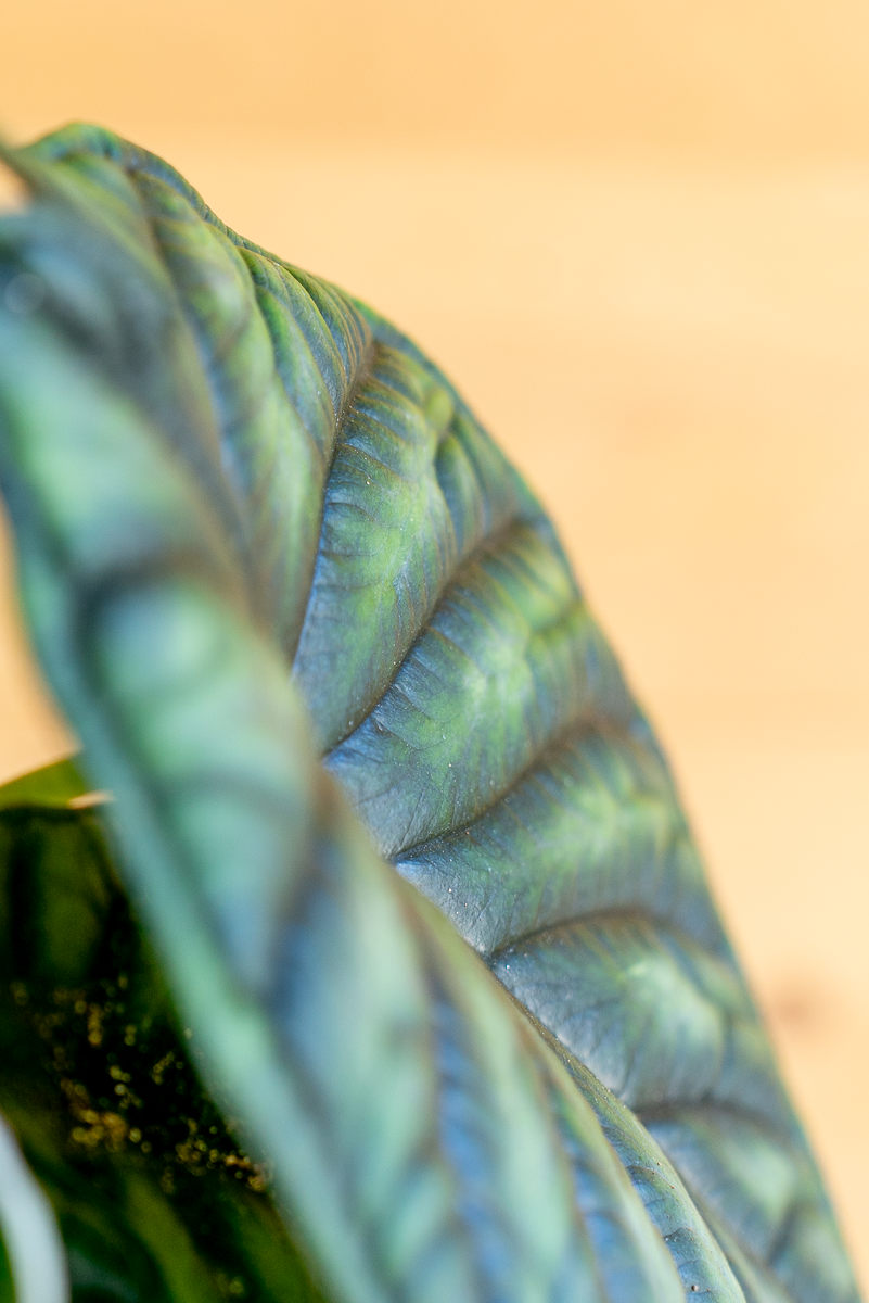 Alocasia Dragon Scale