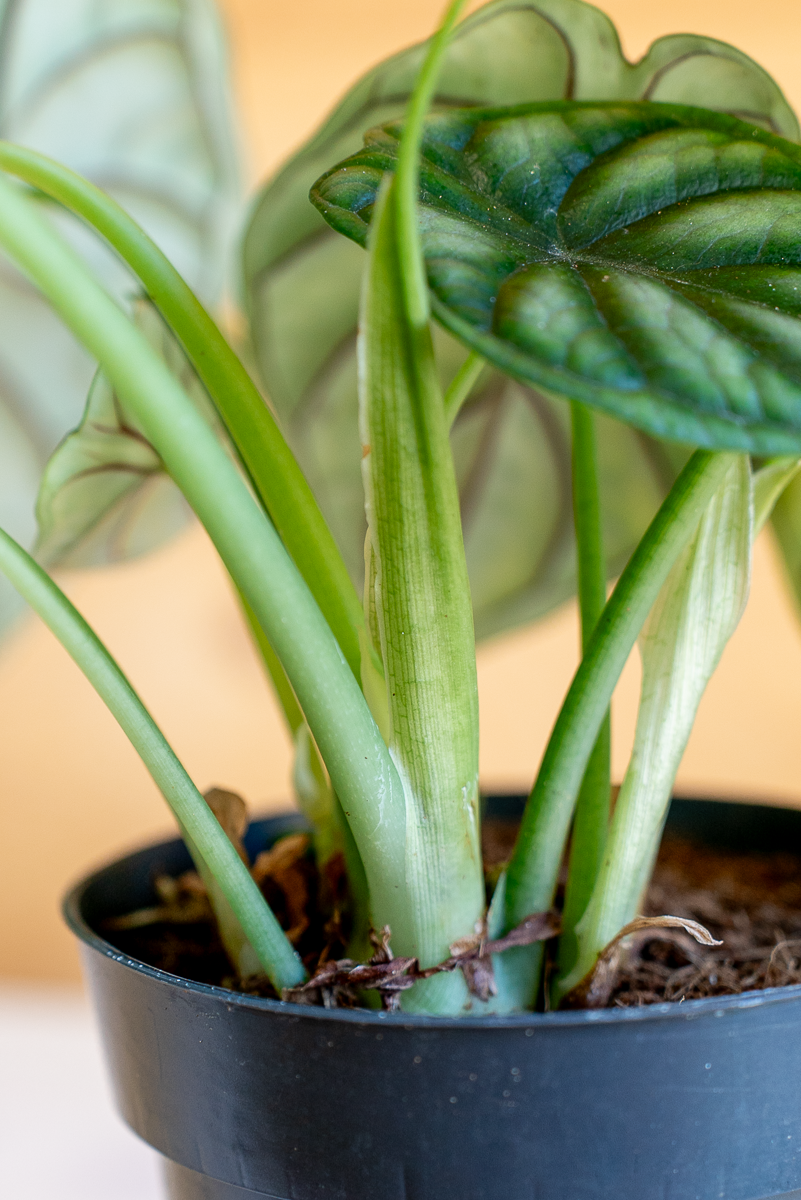 Alocasia Dragon Scale
