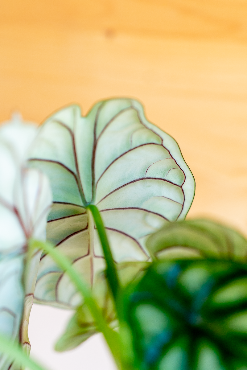 Alocasia Dragon Scale