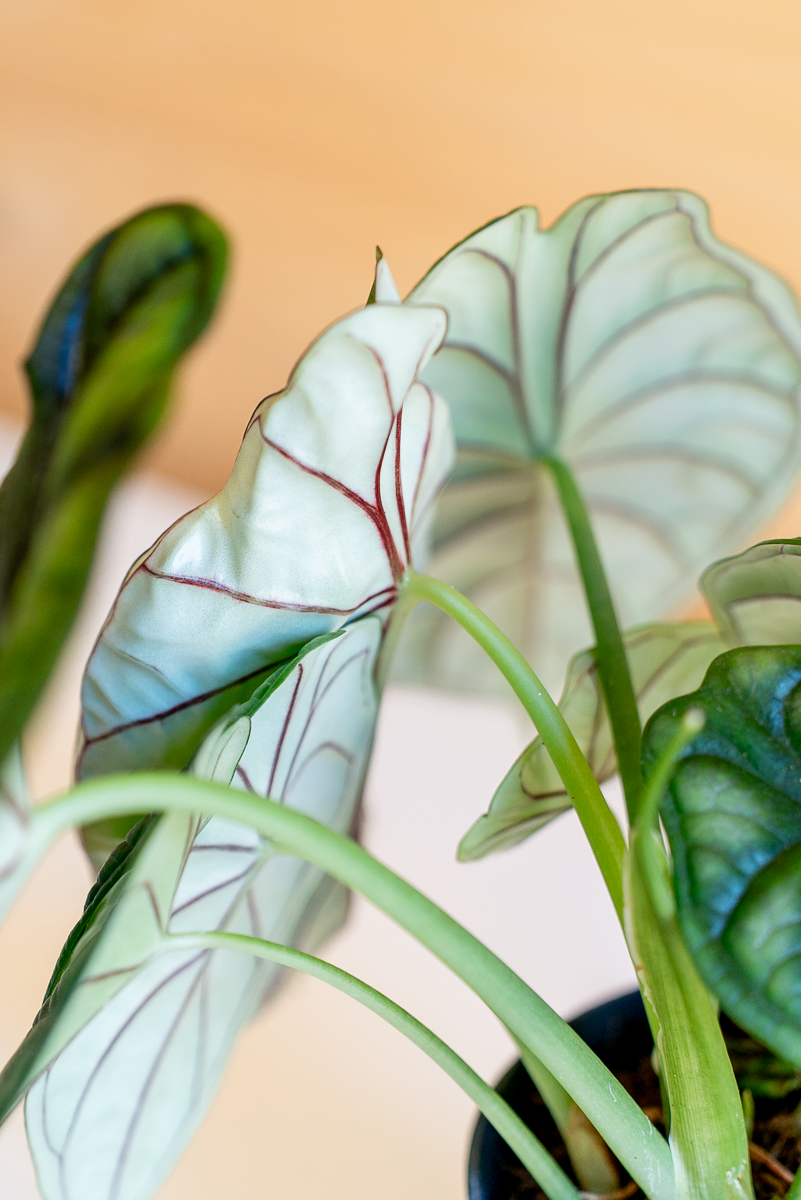 Alocasia Dragon Scale