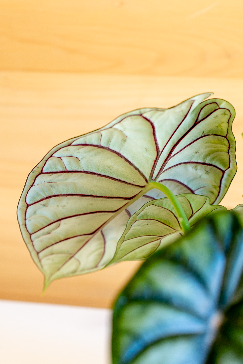Alocasia Dragon Scale