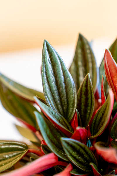 Peperomia Caperata Rossa