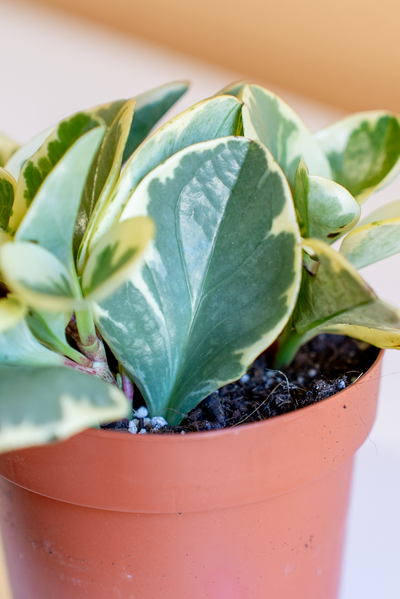 Peperomia Obtusifolia Variegata