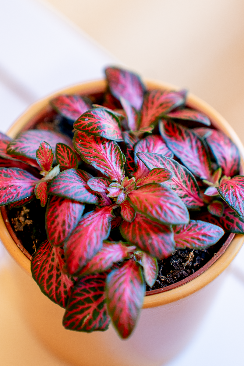 Fittonia