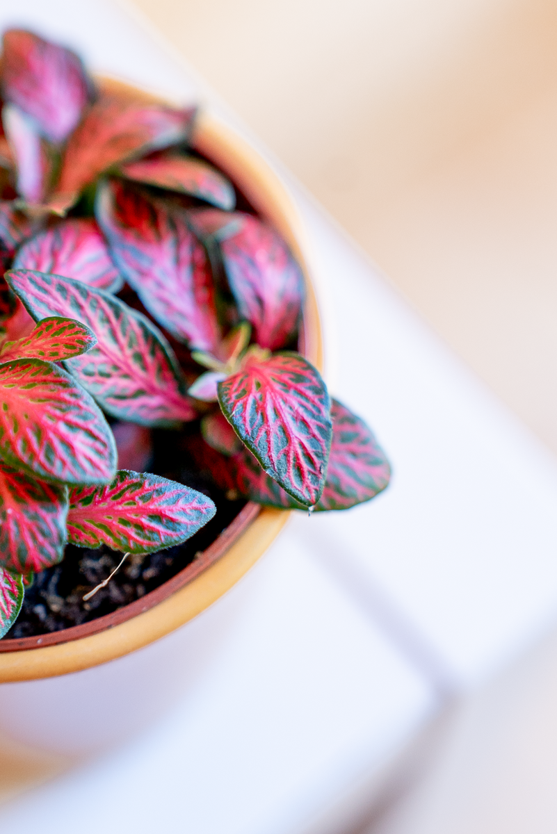Fittonia
