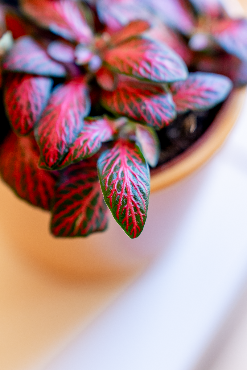 Fittonia