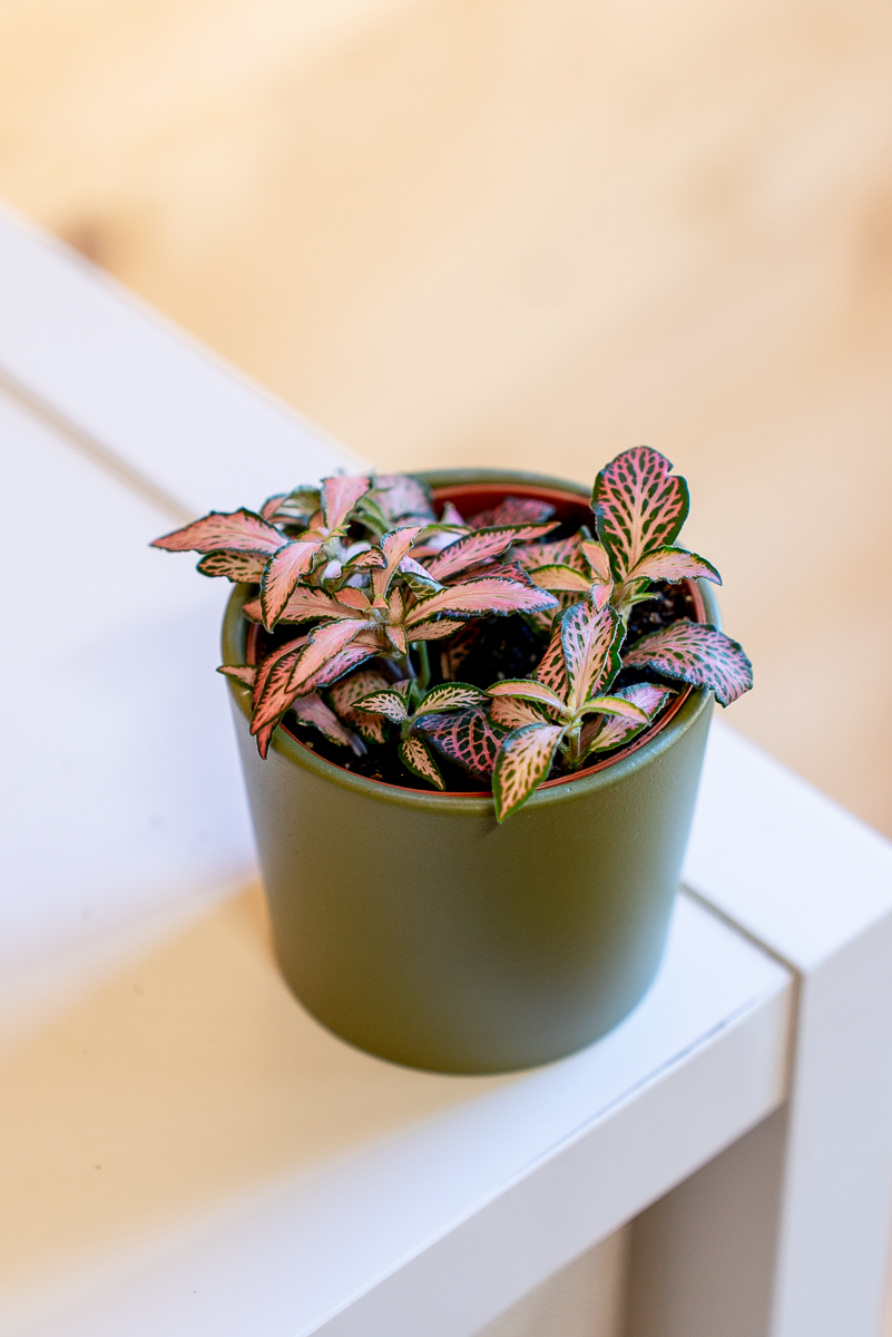 Fittonia