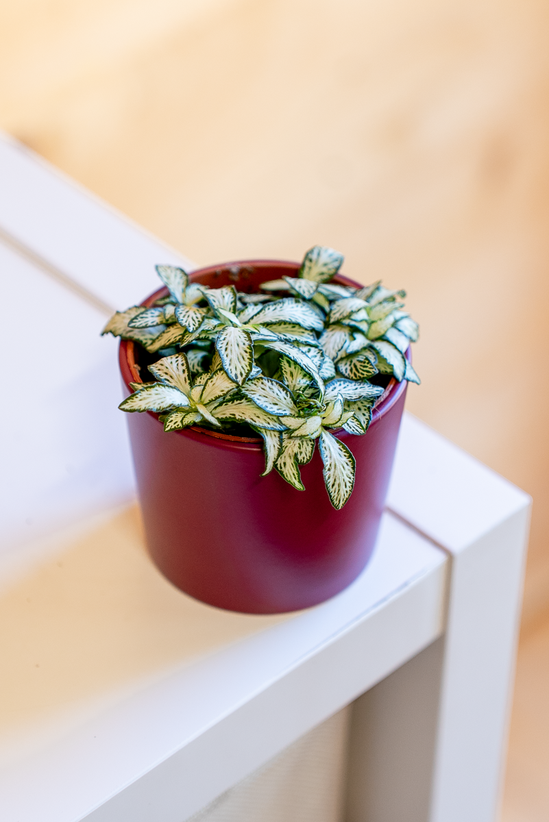 Fittonia