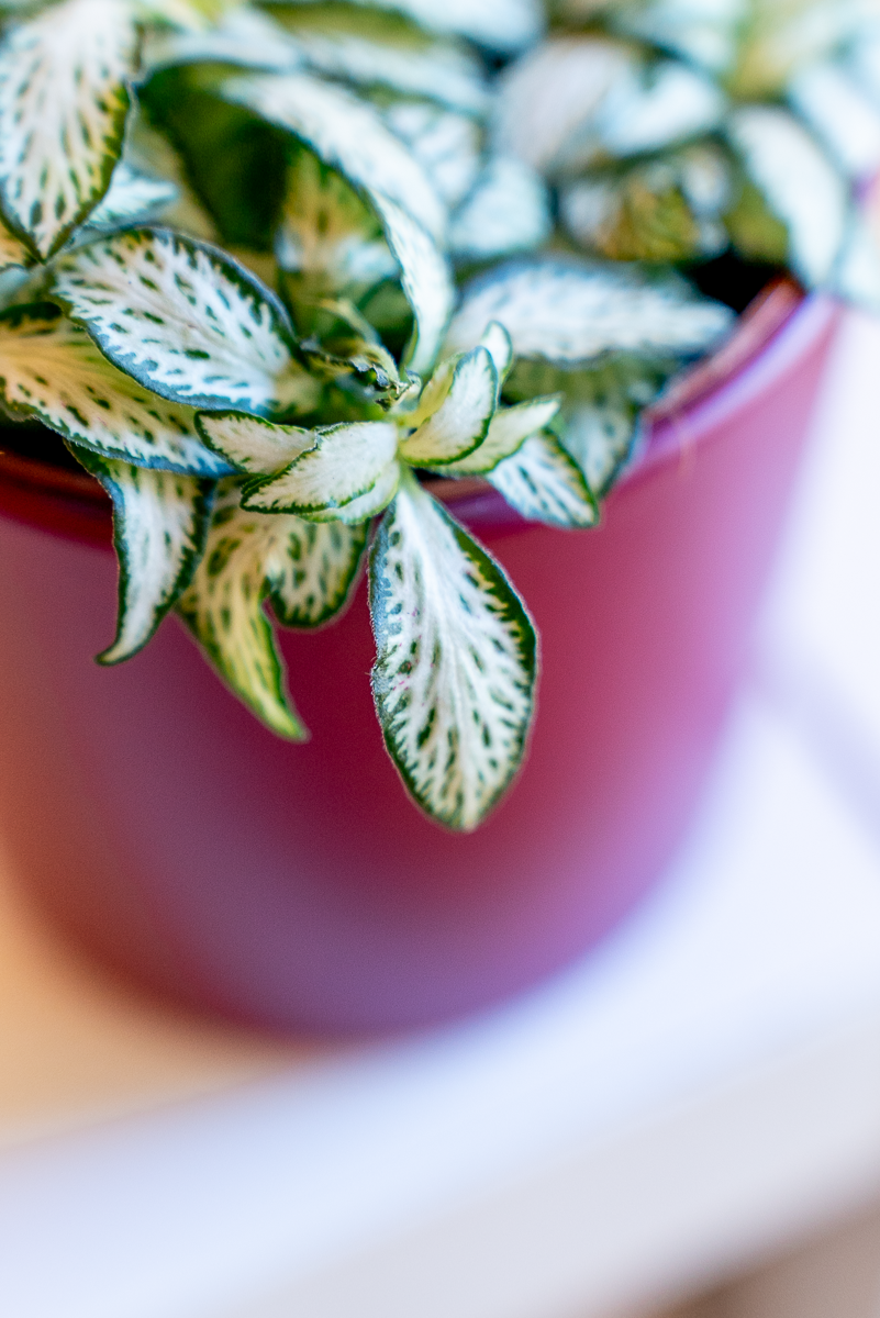 Fittonia