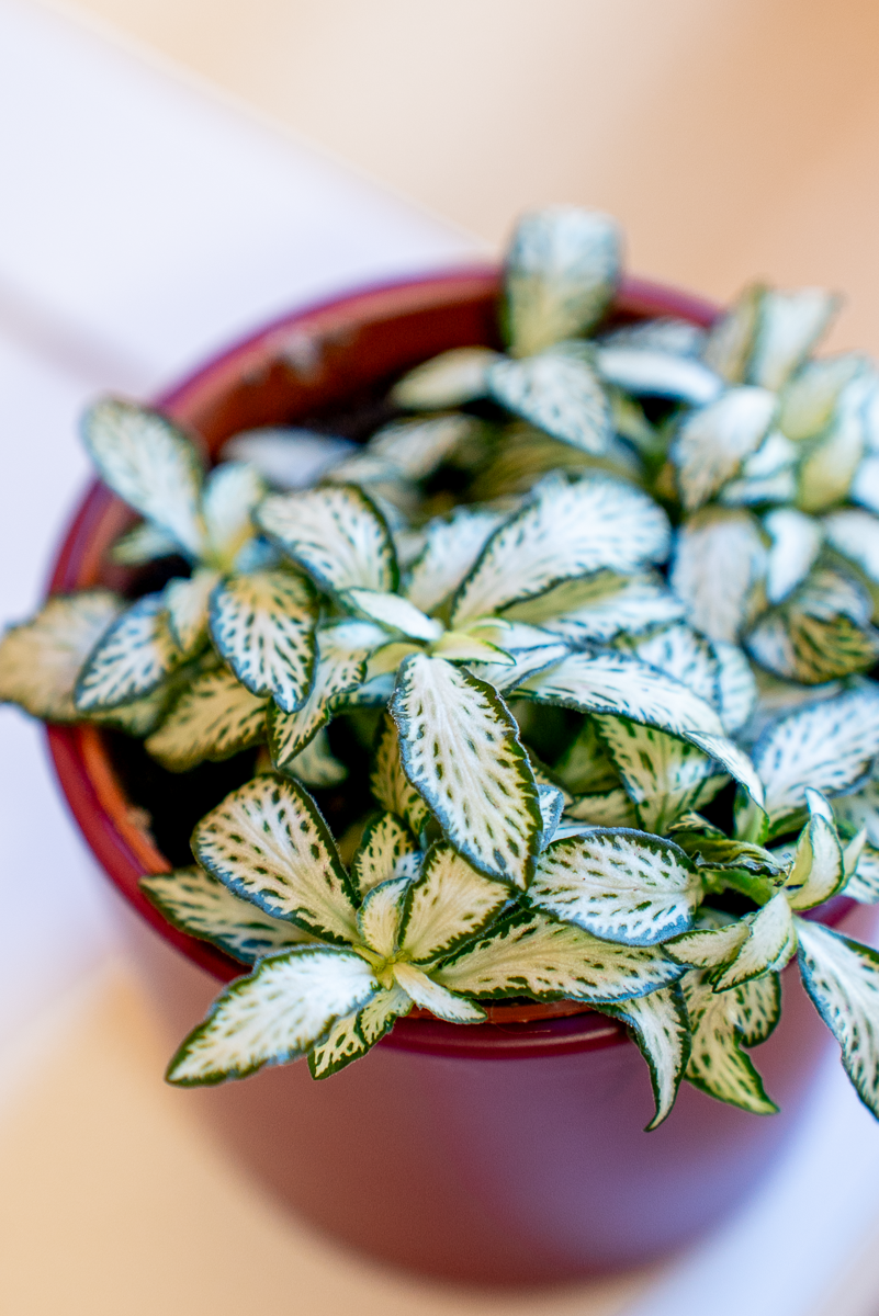 Fittonia