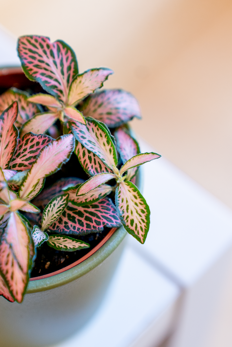 Fittonia