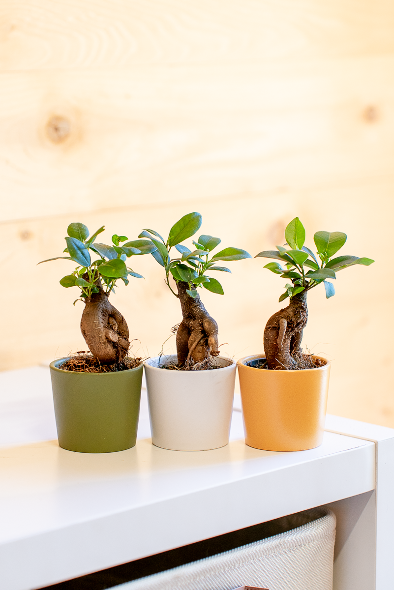 Ficus Ginsegn