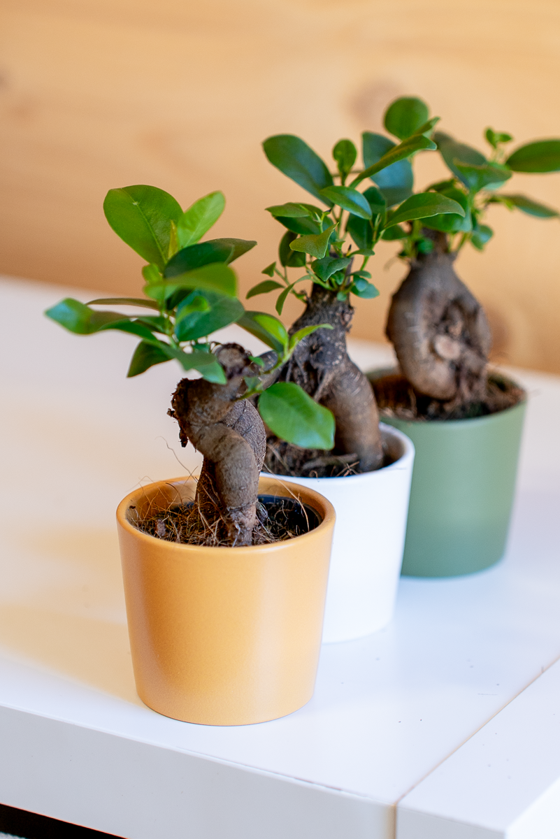 Ficus Ginsegn
