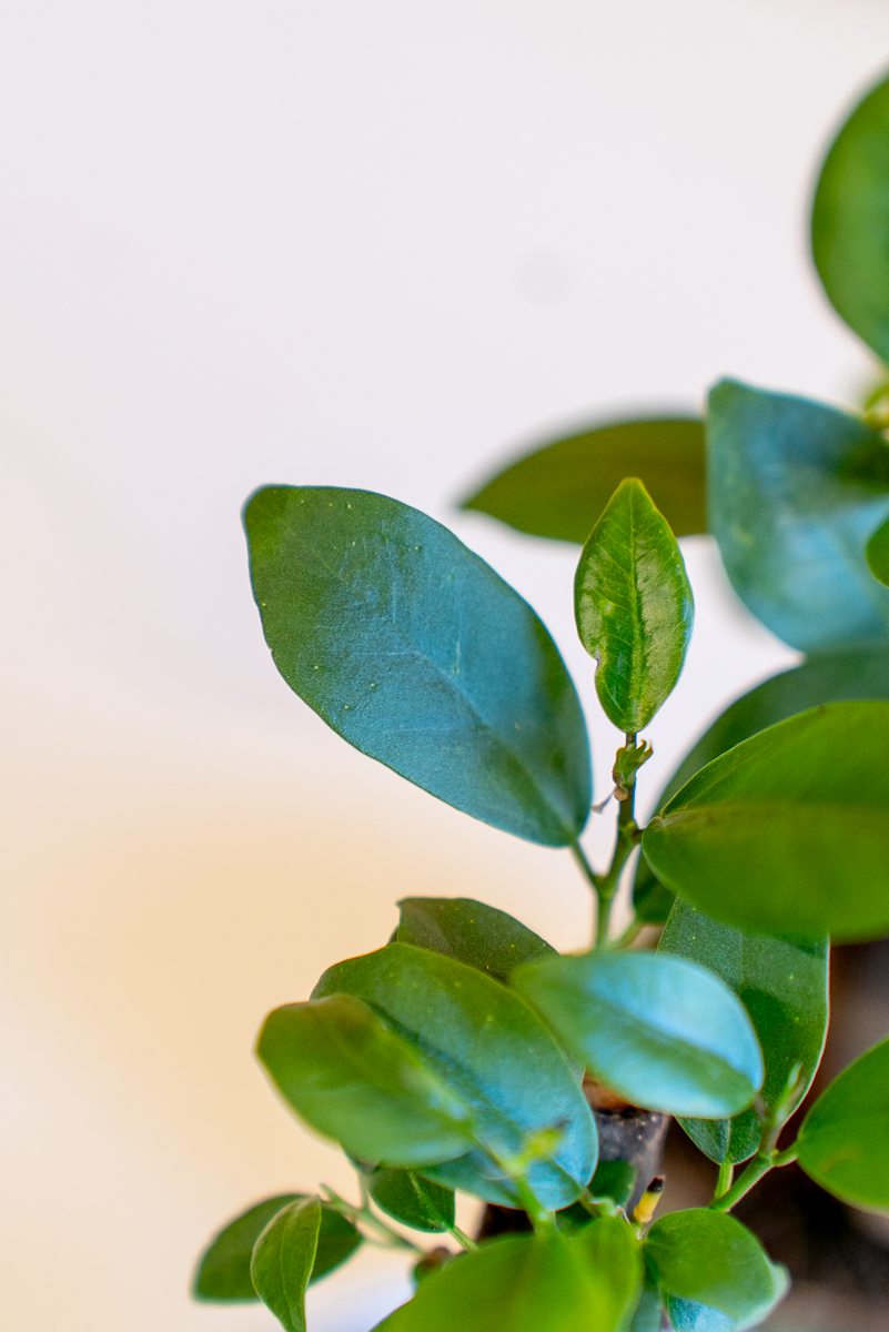 Ficus Ginsegn