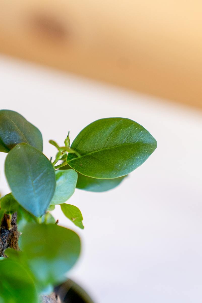 Ficus Ginsegn