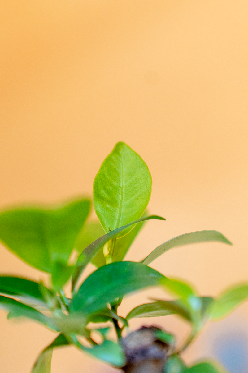 Ficus Ginsegn