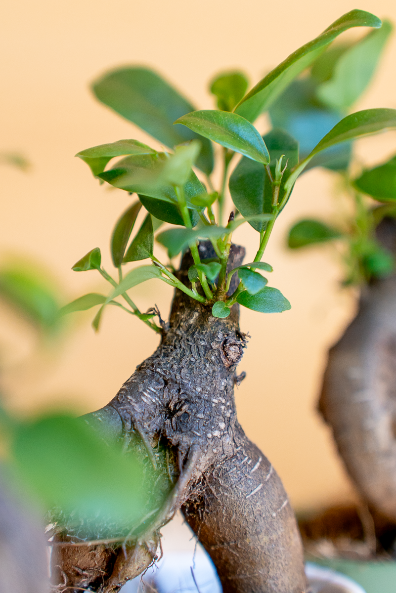 Ficus Ginsegn