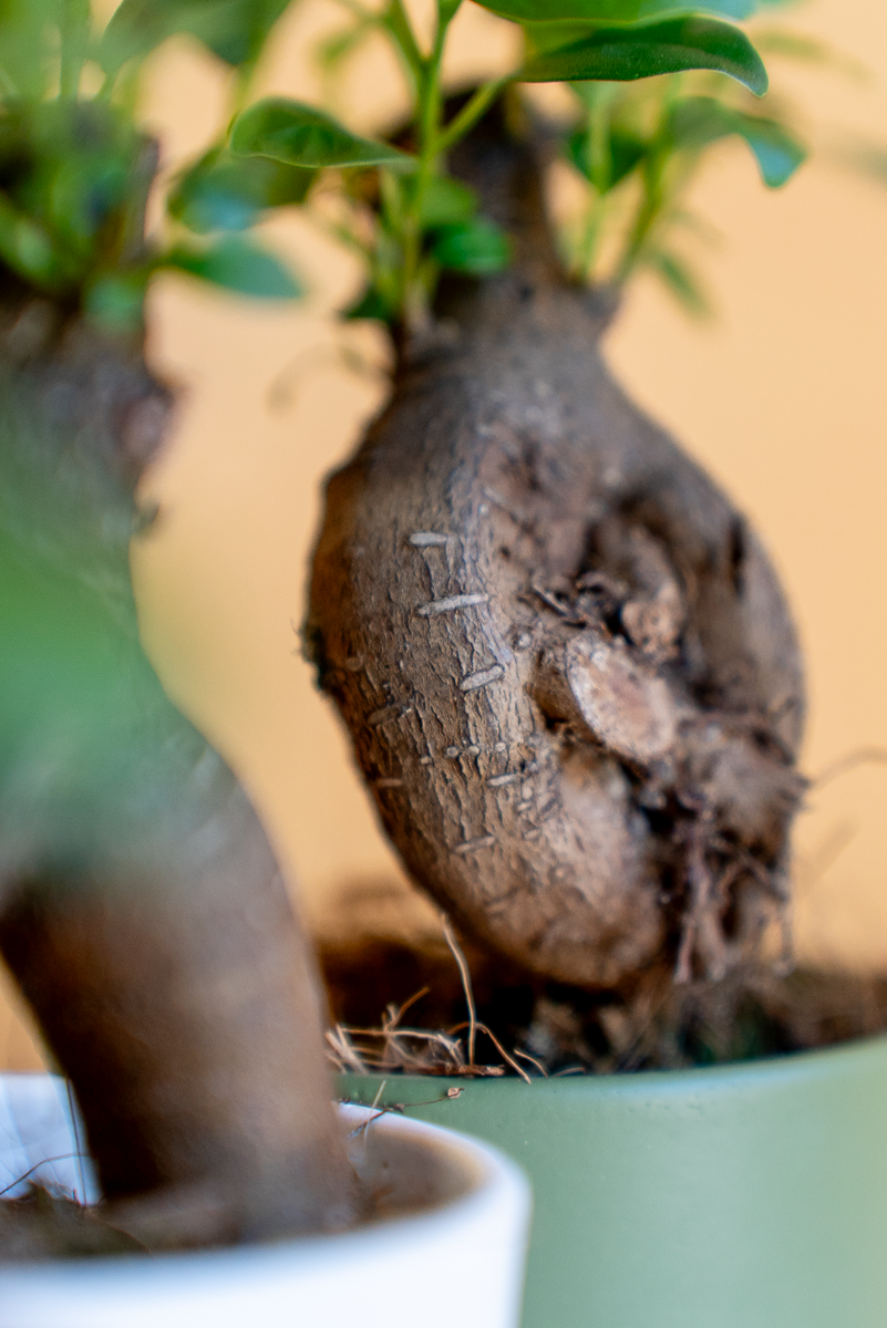 Ficus Ginsegn