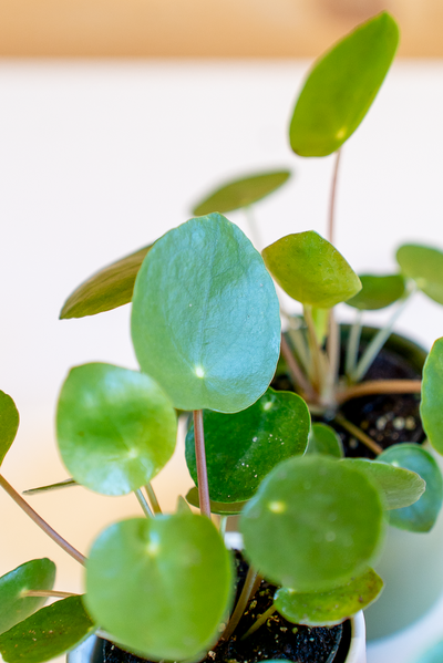Pilea Peperomioides