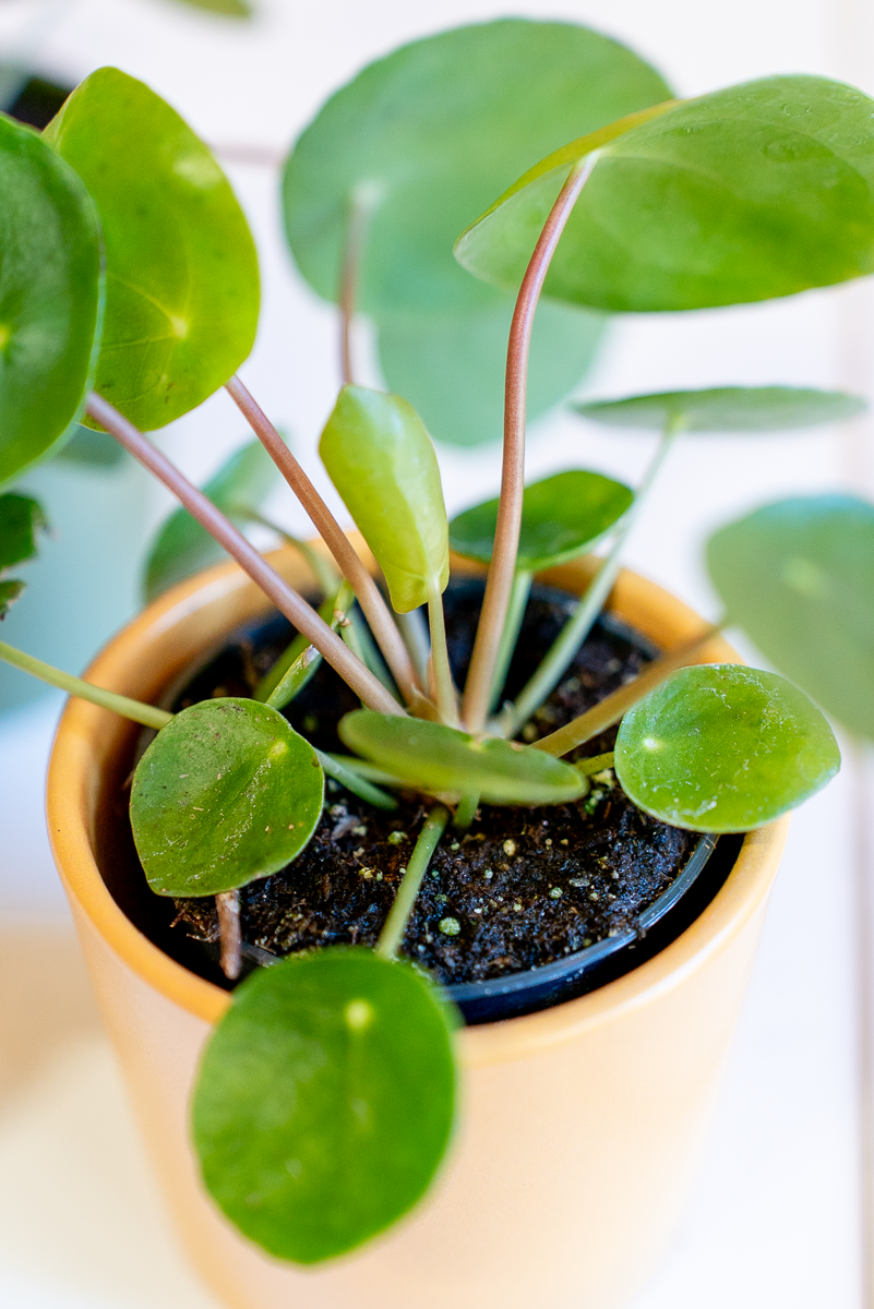 Pilea Peperomioides