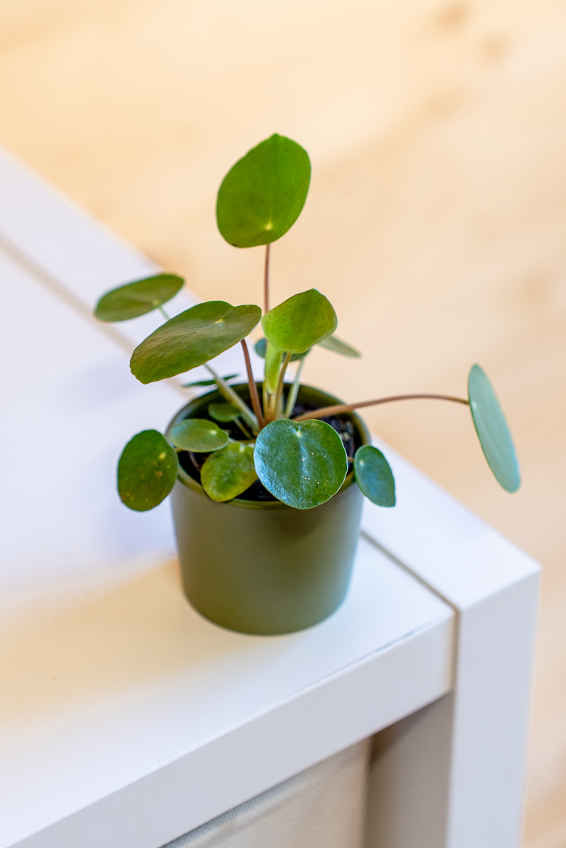 Pilea Peperomioides