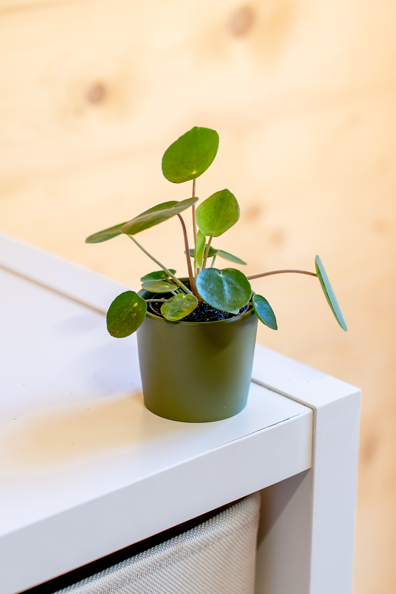 Pilea Peperomioides