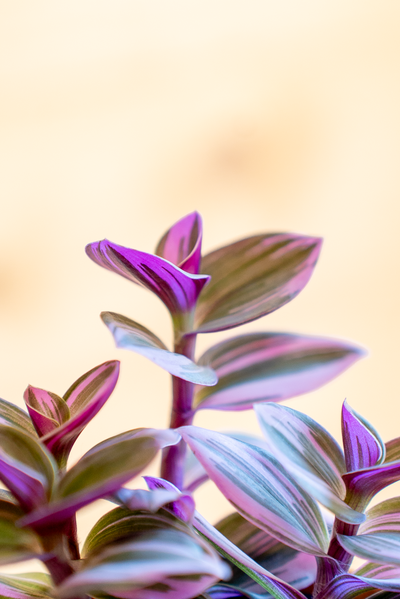 Tradescantia Nanouk