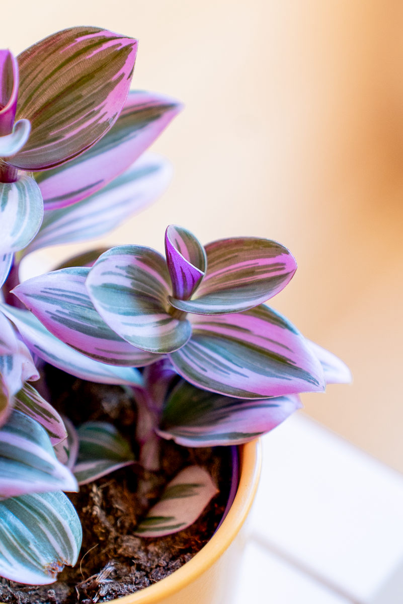 Tradescantia Nanouk