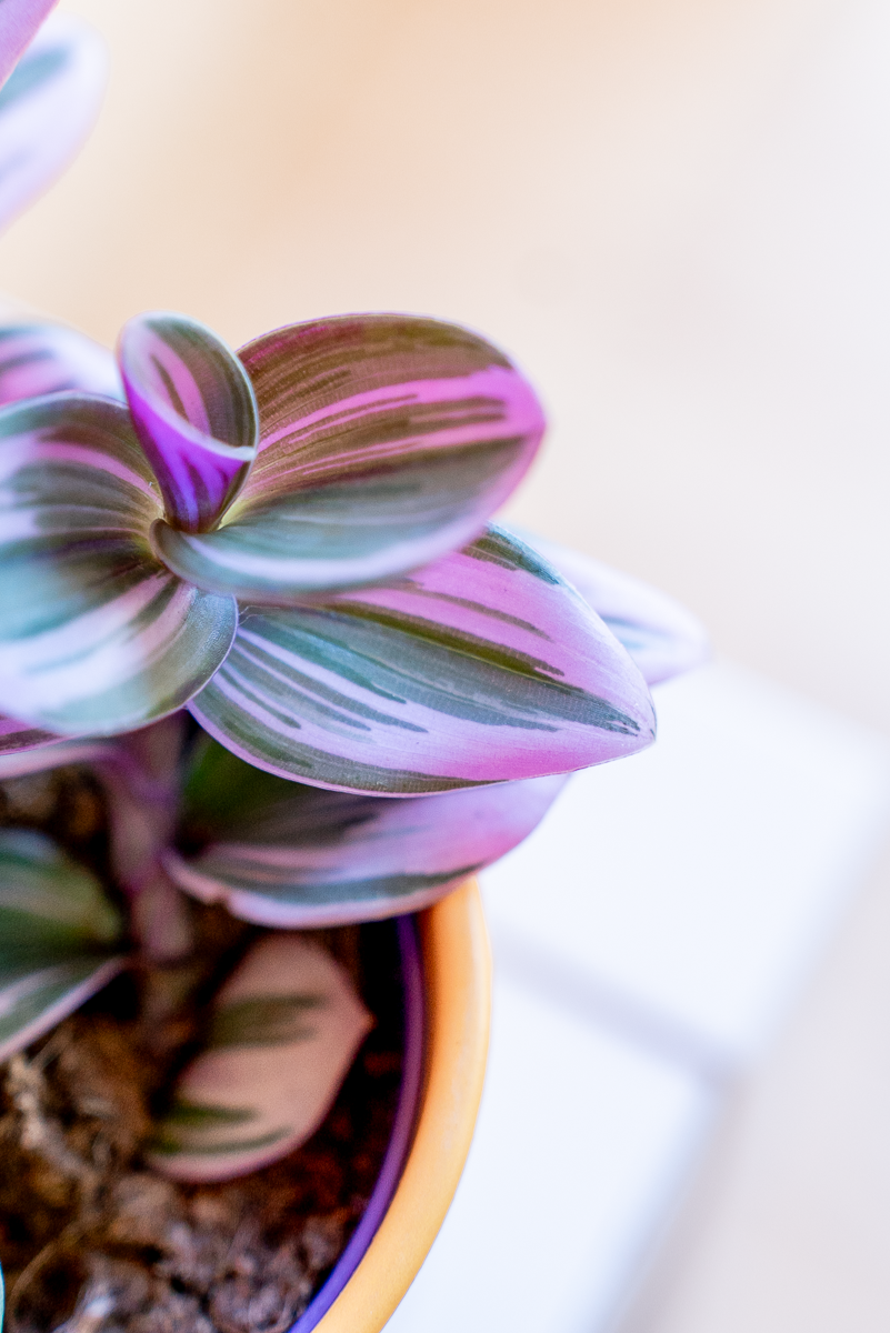 Tradescantia Nanouk