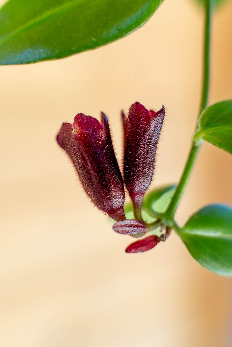Aeschinantus Monalisa
