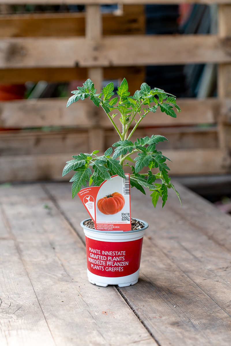 Pomodoro Insalataro Gigante