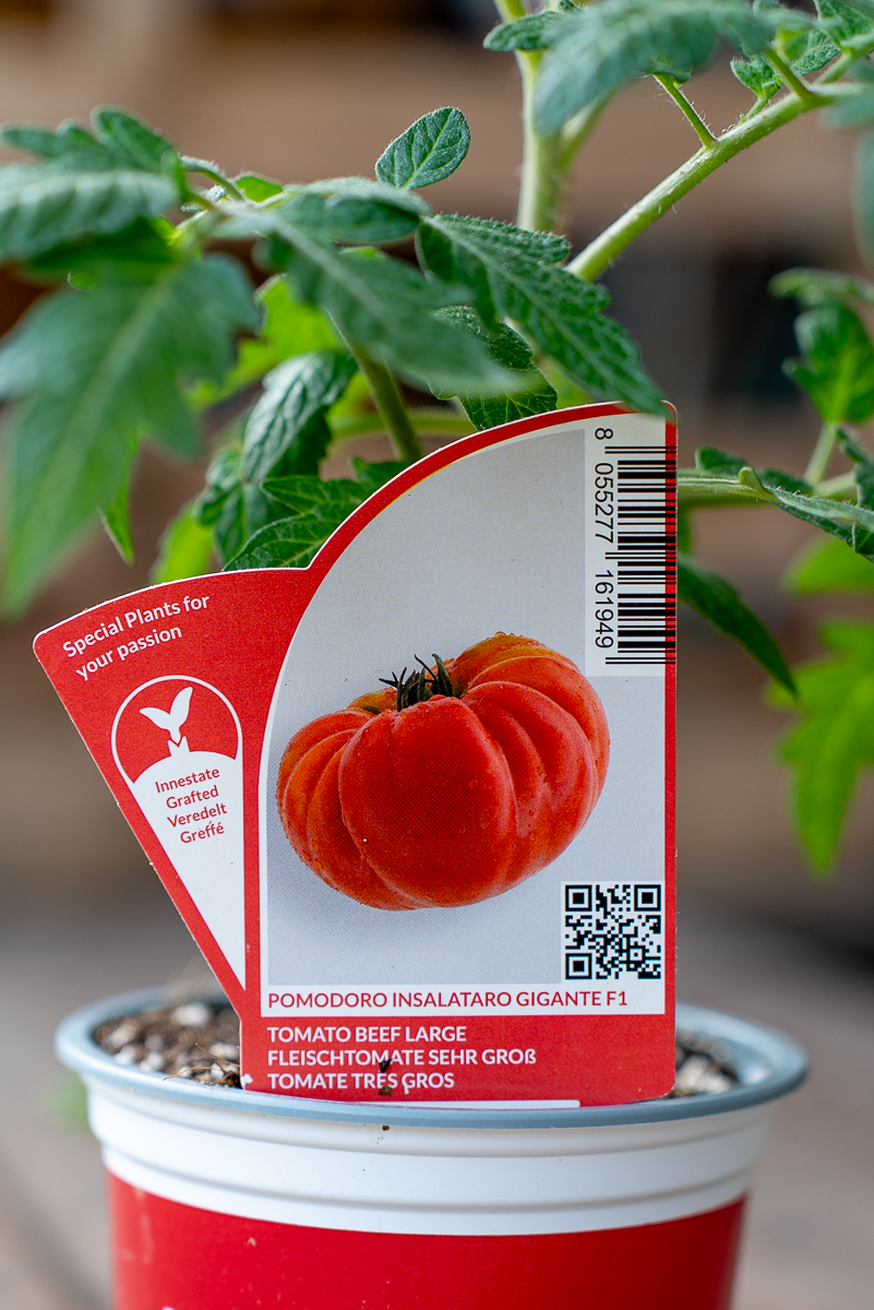 Pomodoro Insalataro Gigante