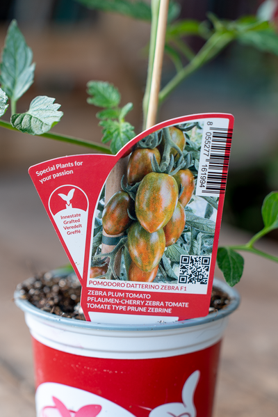 Pomodoro Datterino Zebra