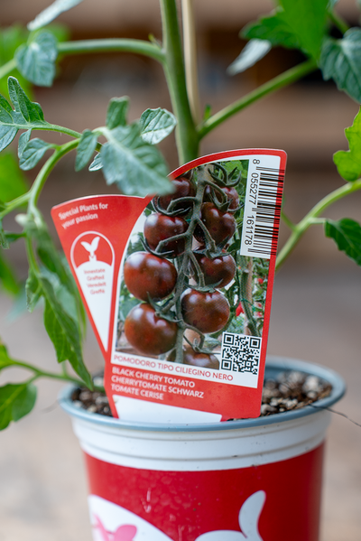 Pomodoro Ciliegino Nero