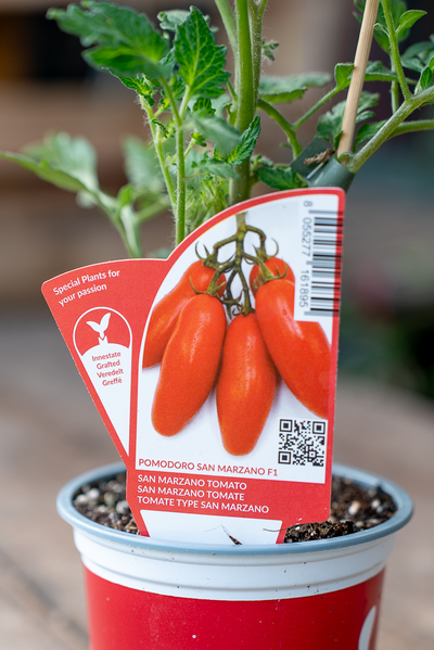 Pomodoro San Marzano