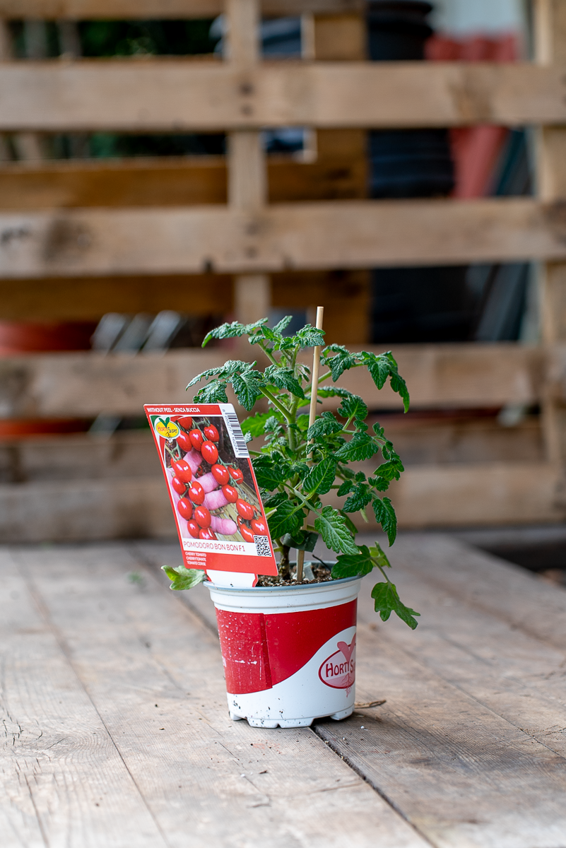 Pomodoro Bon Bon