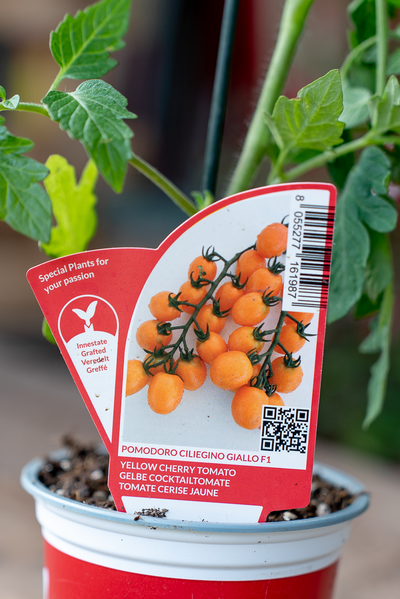 Pomodoro Ciliegino Giallo