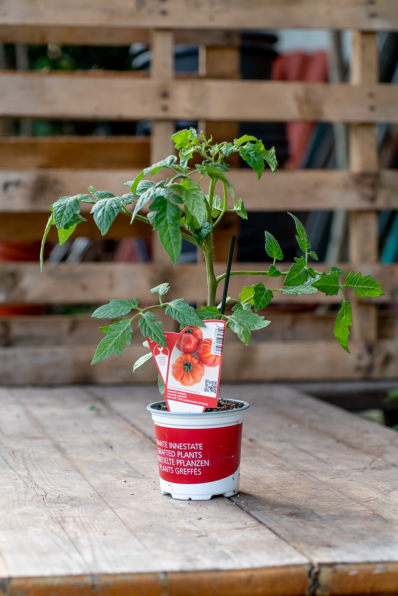 Pomodoro Marmande