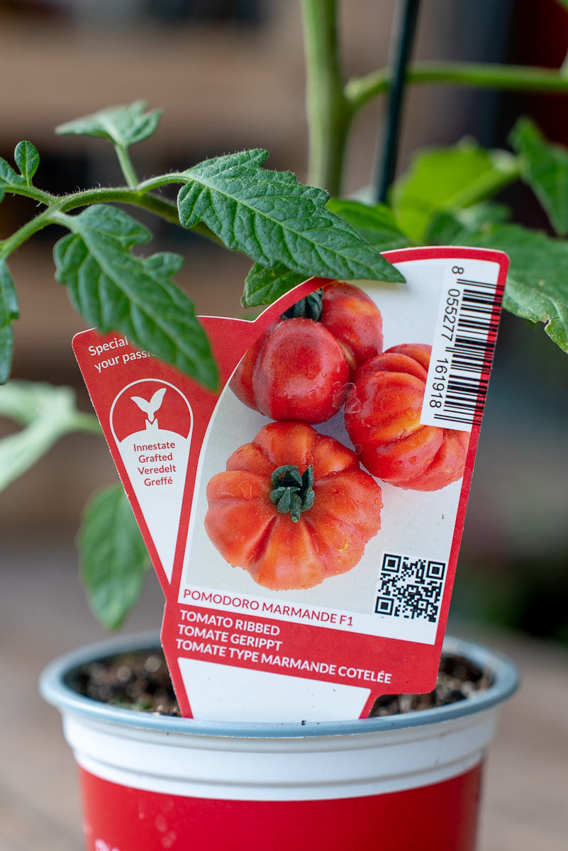 Pomodoro Marmande