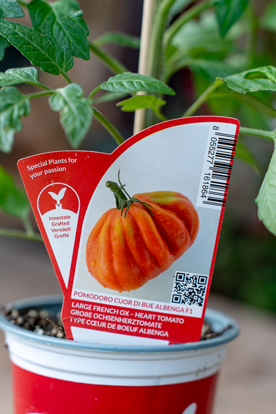 Pomodoro Cuor Di Bue Albenga F1