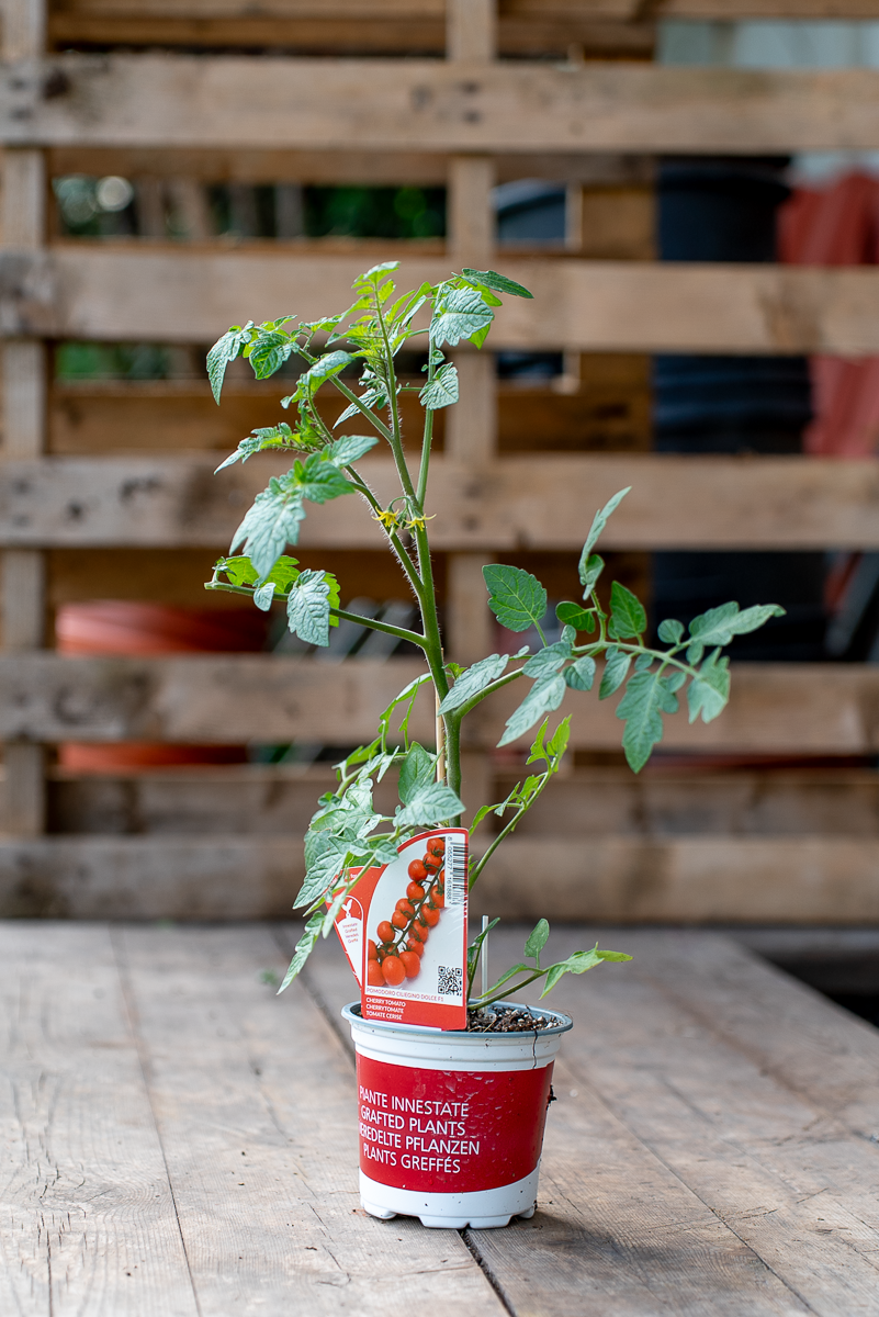 Pomodoro Ciliegino Dolce