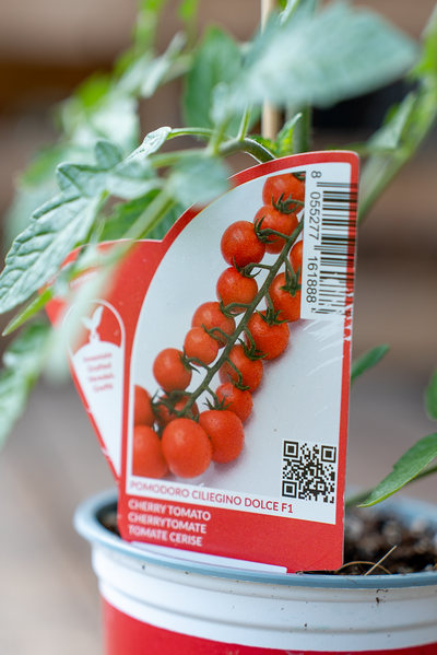 Pomodoro Ciliegino Dolce