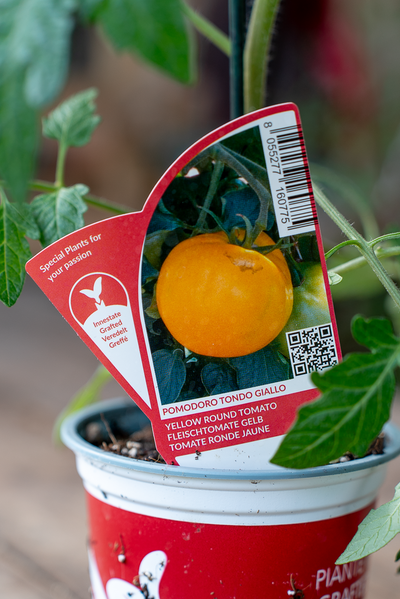 Pomodoro Tondo Giallo