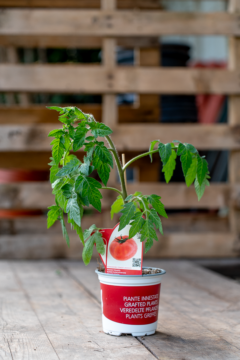 Pomodoro Tondo Liscio F1