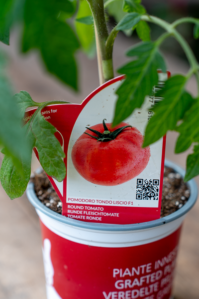 Pomodoro Tondo Liscio F1